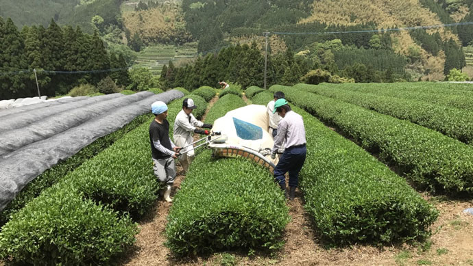 広大な土地でお茶の収穫の様子